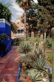 Image du Maroc Professionnelle de  Le Jardin Majorelle une pure merveille crée par le peintre français Jacques Majorelle, qui a eu le coup de foudre pour Marrakech. Yves Saint Laurent et Pierre Bergé font l’acquisition de ce havre de paix durant les années quatre-vingt où Yves Saint Laurent dessina plusieurs pièces. son voeux était de faire de ce parc une œuvre d’art vivante. On y découvre des plantes provenant des cinq continents, yuccas d’Océanie, lotus d’Asie, cactus d’Amérique, palmiers d’Afrique et cyprès d’Europe …, à Marrakech le Lundi 18 Août 1997. ((Photo / Abdeljalil Bounhar)